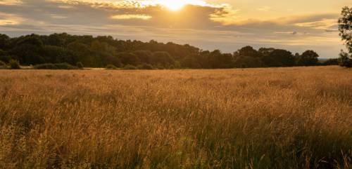 Summer landscape