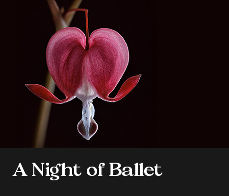 night of ballet 2